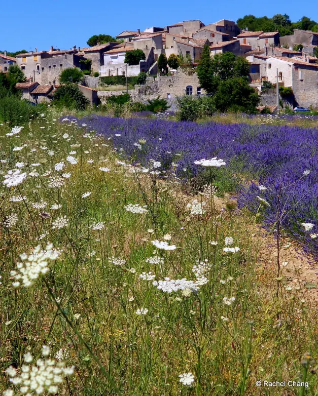 Wild Flower and Lavender Field by the Village